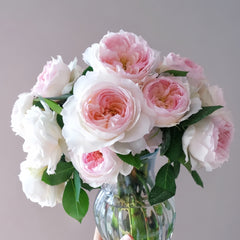 Stephanie Baronin zu Gultenberg Rose