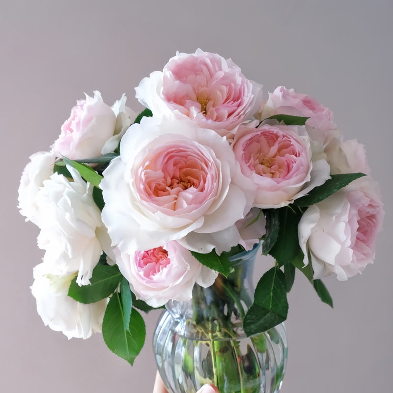 Stephanie Baronin zu Gultenberg Rose