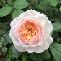 Close-up of a pink rose with green leaves in the background