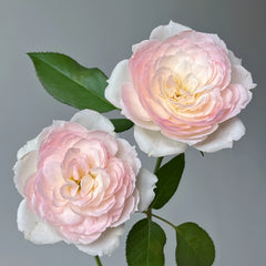 Two pink and white roses with green leaves on a gray background