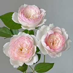 Stephanie Baronin zu Gultenberg Rose