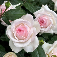 Stephanie Baronin zu Gultenberg Rose