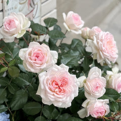 Stephanie Baronin zu Gultenberg Rose