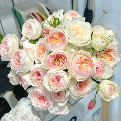Stephanie Baronin zu Gultenberg Rose