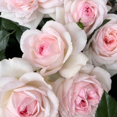 Stephanie Baronin zu Gultenberg Rose