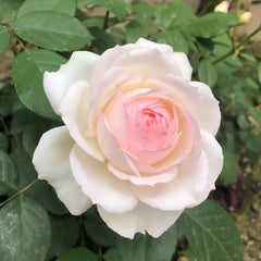 Stephanie Baronin zu Gultenberg Rose