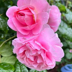 Strawberry Hill rose