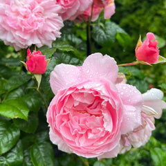 Strawberry Hill rose