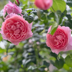 Strawberry Hill rose
