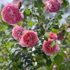 Strawberry Hill rose