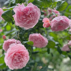 Strawberry Hill rose