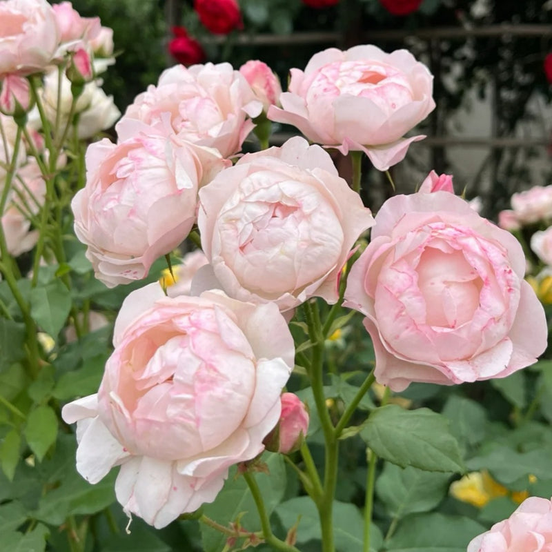 Strawberry Macaron Rose Plant