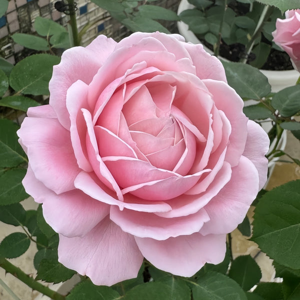 Strawberry Swing Rose Plant