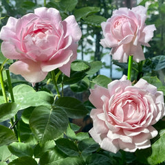 Strawberry Swing Rose Plant