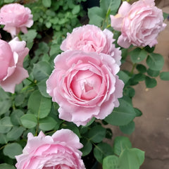 Strawberry Swing Rose Plant