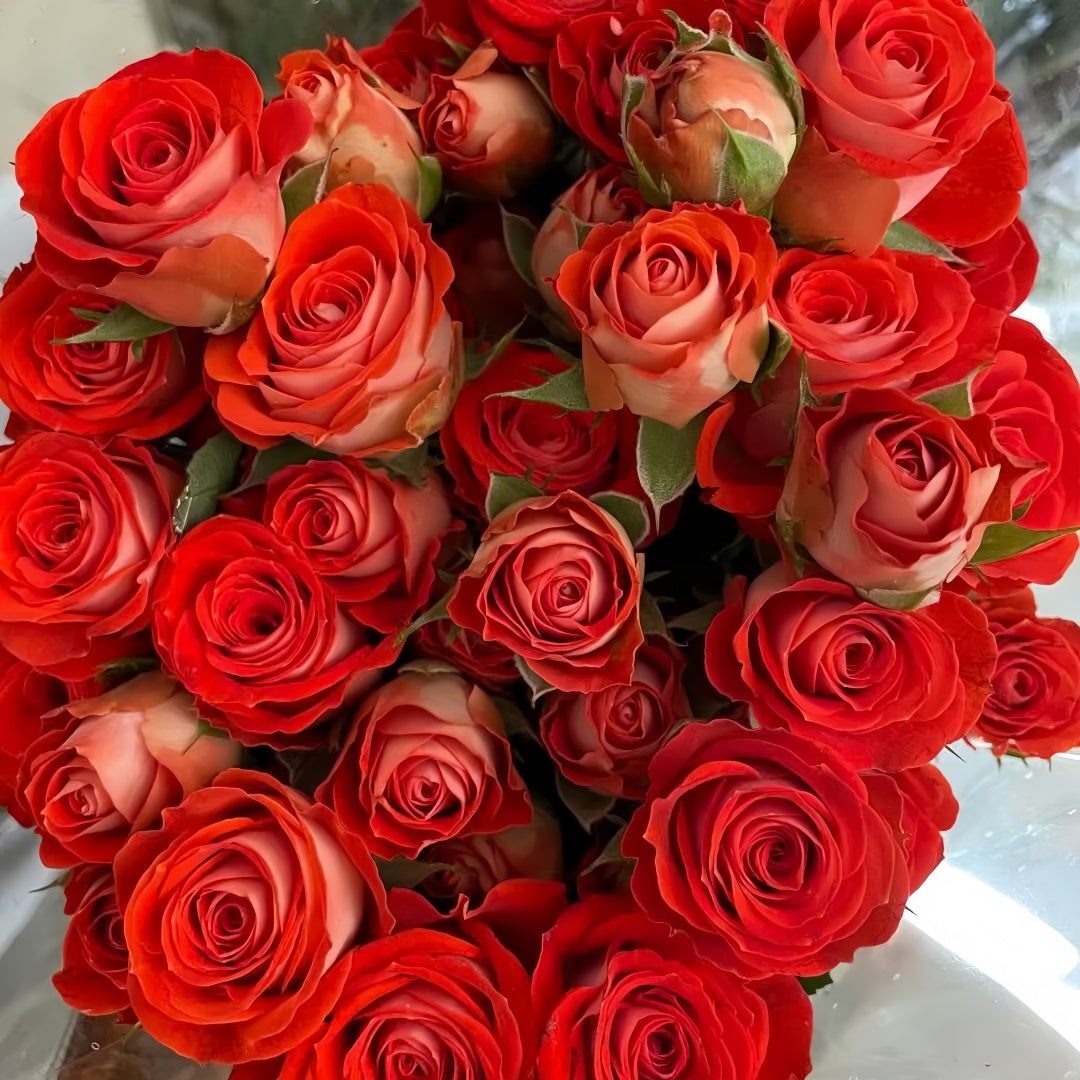 Turbo Roses Stunning Bubble Rose Plant|惊艳泡泡 – Rose_Explosion