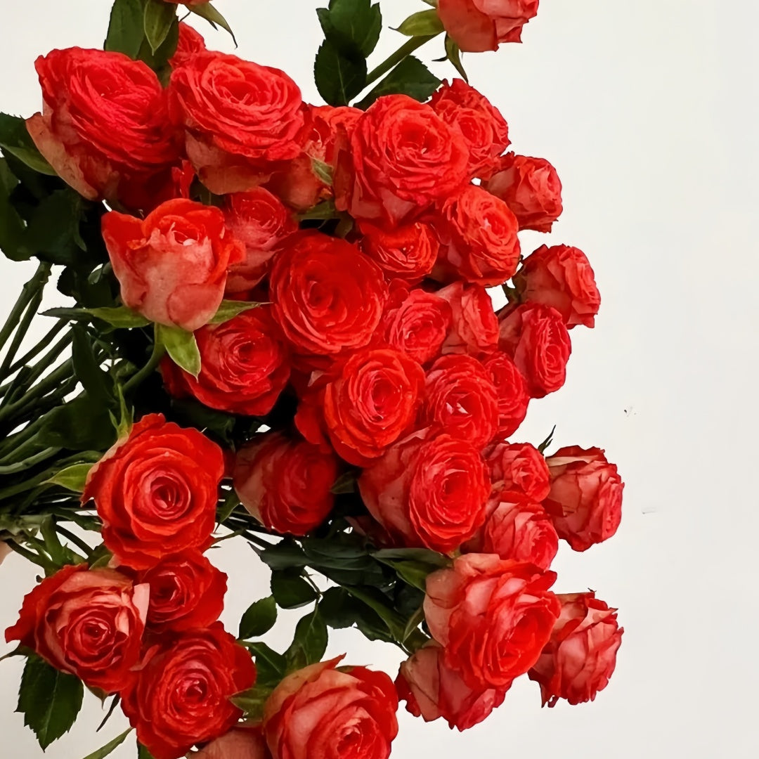 Turbo Roses Stunning Bubble Rose Plant|惊艳泡泡 – Rose_Explosion