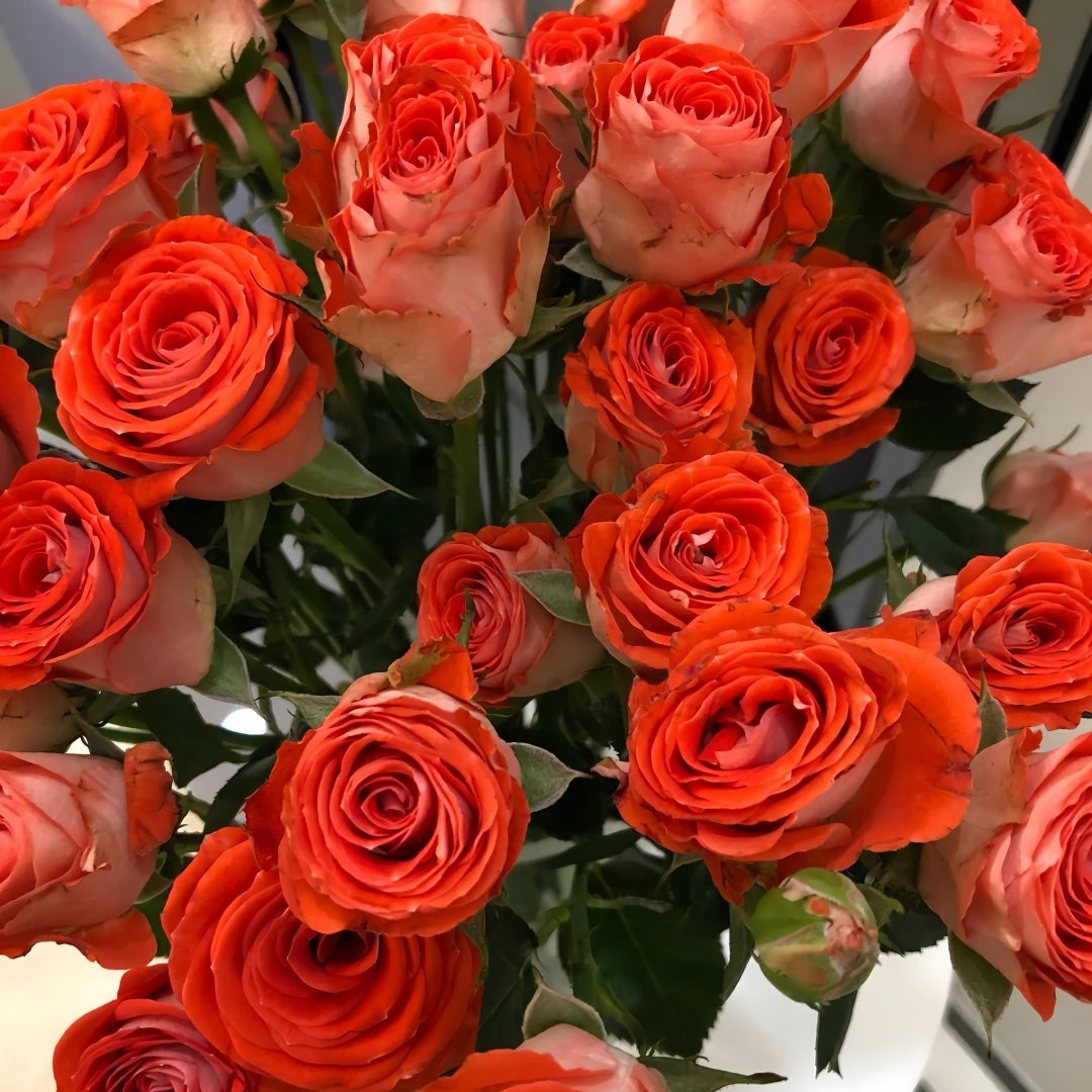 Turbo Roses Stunning Bubble Rose Plant|惊艳泡泡 – Rose_Explosion