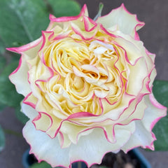 Stylist Rose Plant