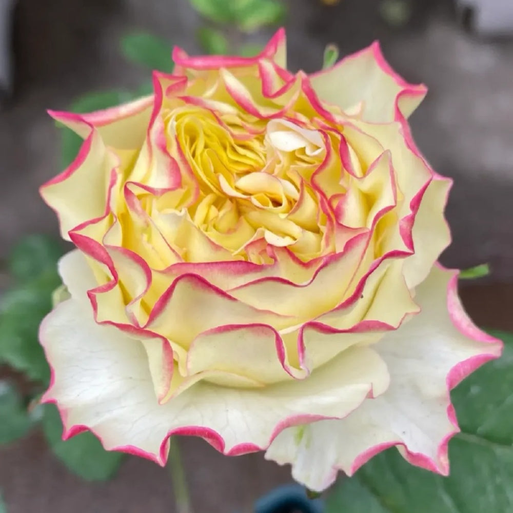 Stylest Rose Stylist Rose Plant|造型师 – Rose_Explosion