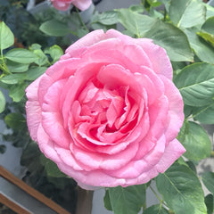 Sucre D'Art Rose Plant