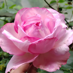 Sucre D'Art Rose Plant