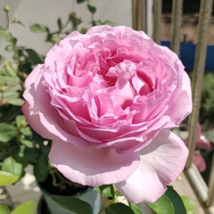 Sucre D'Art Rose Plant