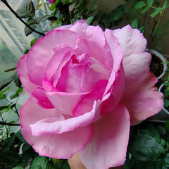 Sucre D'Art Rose Plant