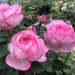 Sucre D'Art Rose Plant