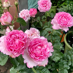 Sucre D'Art Rose Plant