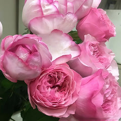 Sucre D'Art Rose Plant