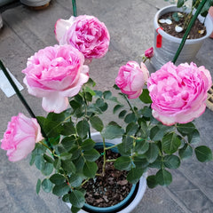 Sucre D'Art Rose Plant
