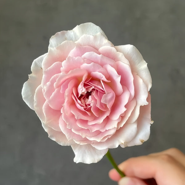 Sucre Rose