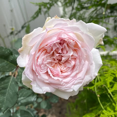 Sucre Rose