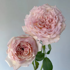Sucre Rose