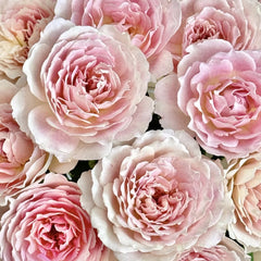 Sucre Rose