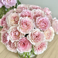 Sucre Rose