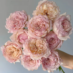 Sucre Rose