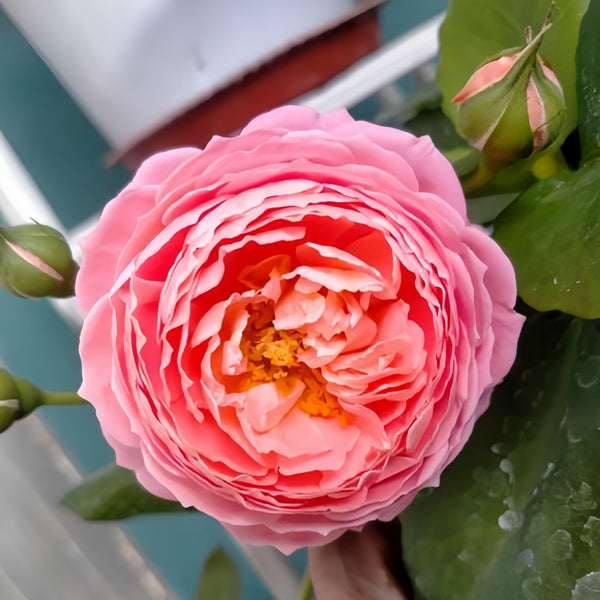 Summer Fireworks Rose Plant|夏日花火 – Rose_Explosion