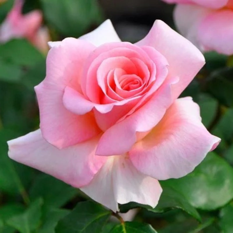 Lady Blake Roses Summer Lady Rose Plant|夏日女士 – Rose_Explosion