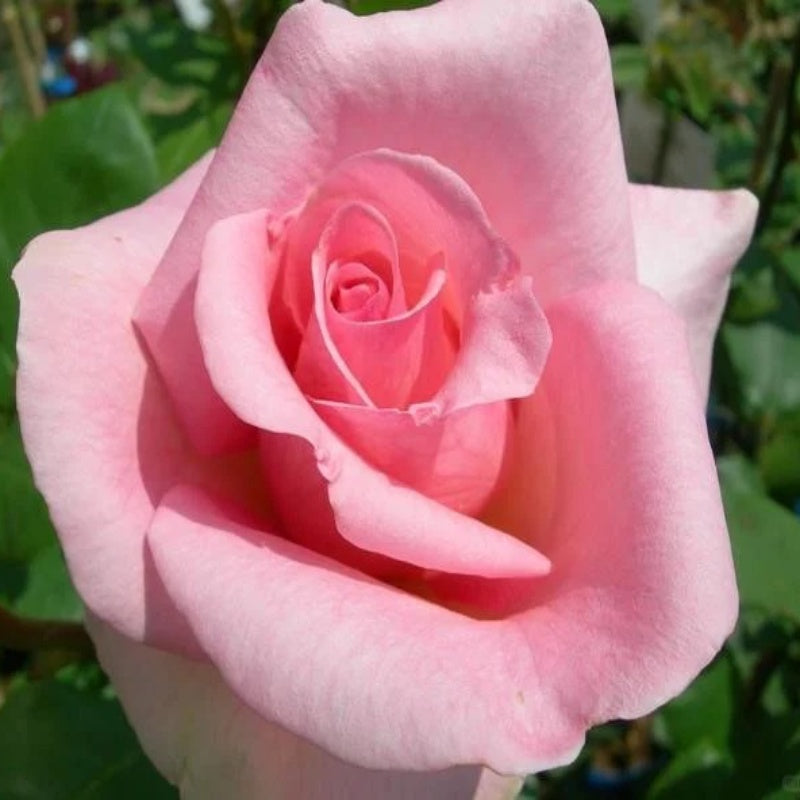 Lady Blake Roses Summer Lady Rose Plant|夏日女士 – Rose_Explosion
