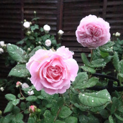 Summer Romance Rose Plant|夏日韵事