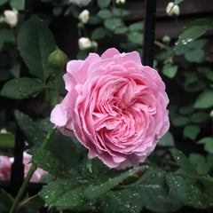 Summer Romance Rose Plant|夏日韵事