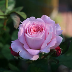 Summer Romance Rose Plant|夏日韵事