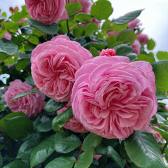 Summer Romance Rose Plant|夏日韵事