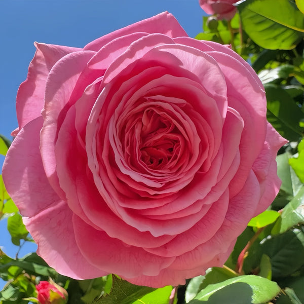 Summer Romance Rose Plant|夏日韵事