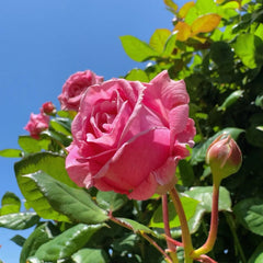 Summer Romance Rose Plant|夏日韵事
