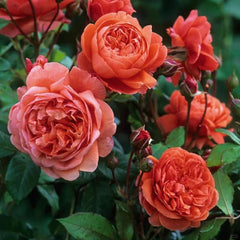 Summer Song Rose – Vibrant Orange Austin Rose