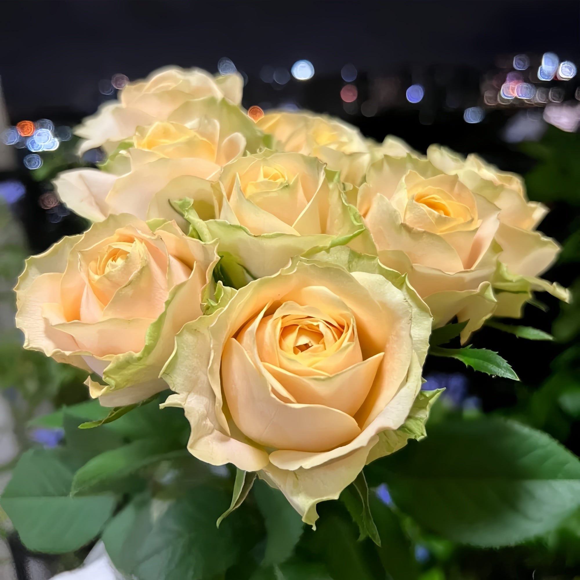 Summer Sun Rose – Orange-Yellow to Coral Pink Blooms | Kordes Shrub ...