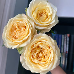 SummerSunRosePlant